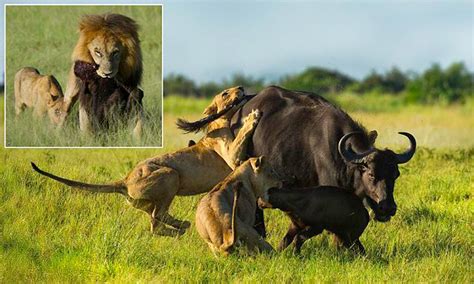 Buffalo Mother Fights Off Lions In Desperate Bid To Save Her Baby