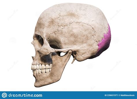 Anatomically Accurate Human Male Skull With Colorized Occipital Bone