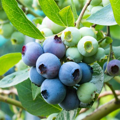 Premier Rabbiteye Blueberry Bush 25 Gallon Fruit Bearing Deciduous