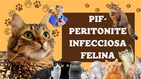 Peritonite Infecciosa Felina Pif Patogenia Sinais Cl Nicos