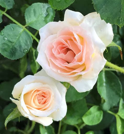 Brindabella Dawn™ Rose | Natorp's Online Plant Store