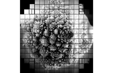 scientists just took the largest digital photograph ever—and it s of a romanesco cauliflower in