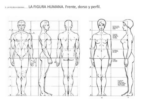 Canon De Proporciones Humanas Figuras Humanas Referencia De Pose