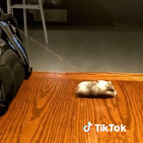 Chat Bonjour  By Tiktok France Find And Share On Giphy