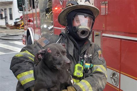 Firefighters Save Dog From Northeast Dc Row House Fire Wtop News