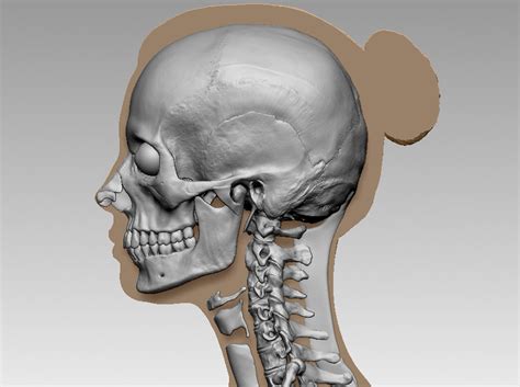 Check spelling or type a new query. Figurative Anatomy for Artists with Joshua Jacobo Winter ...