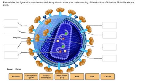 Virus Diagram Labeled Capsid