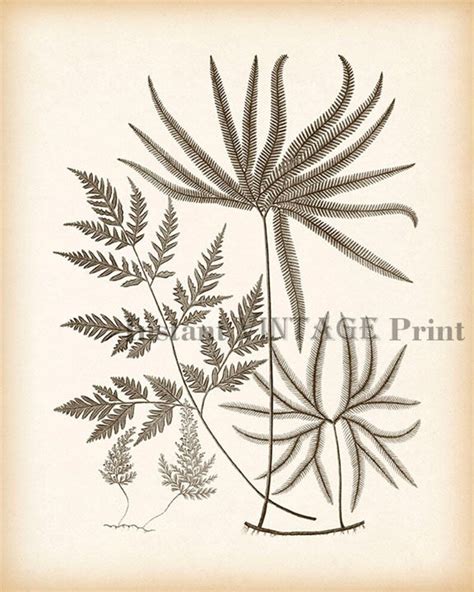 Vintage Fern Print Vintage Botanical Print Antique Fern Etsy