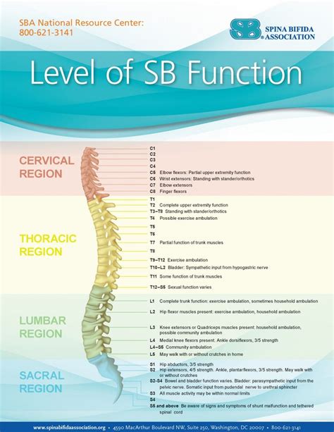 Sb And The Spine Spina Bifida Spina Bifida Awareness Pediatric