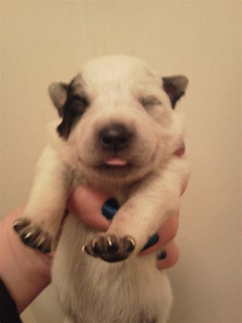 10 Day Old Blue Heeler Puppy