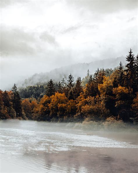 Spruce Forest Fog River Autumn Hd Phone Wallpaper Peakpx