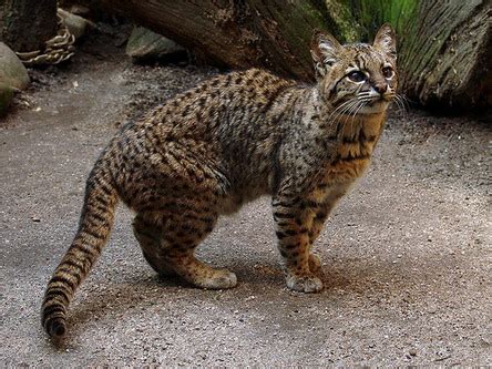 The colocolo (leopardus colocolo) is a small spotted and striped cat native to the west andean slope in central and northern chile.3 until recently. Дикий кіт Жоффруа