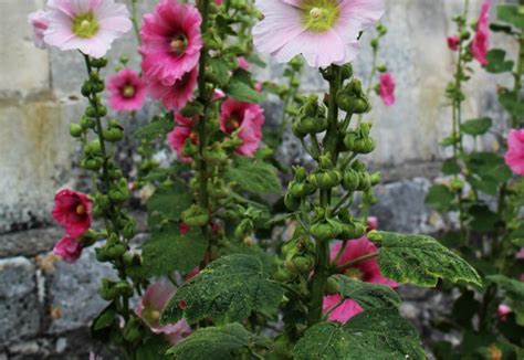 Hollyhocks strongly resemble rose sharon or hibiscus but have leaves that are clearly distinguishable. Growing Hollyhocks - A Traditional Cottage Garden Favorite