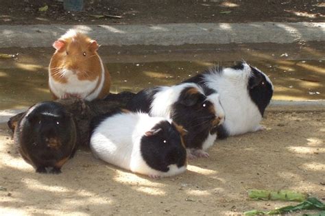 The Guinea Pig Posse Hanging Out On The Island Yelp