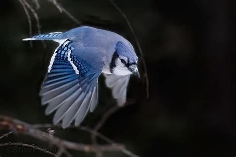 The Blue Jay Canadian Lovely Bird Basic Facts And Information Beauty