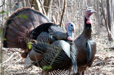 New Hampshire Turkey Hunting Grand Slam Network