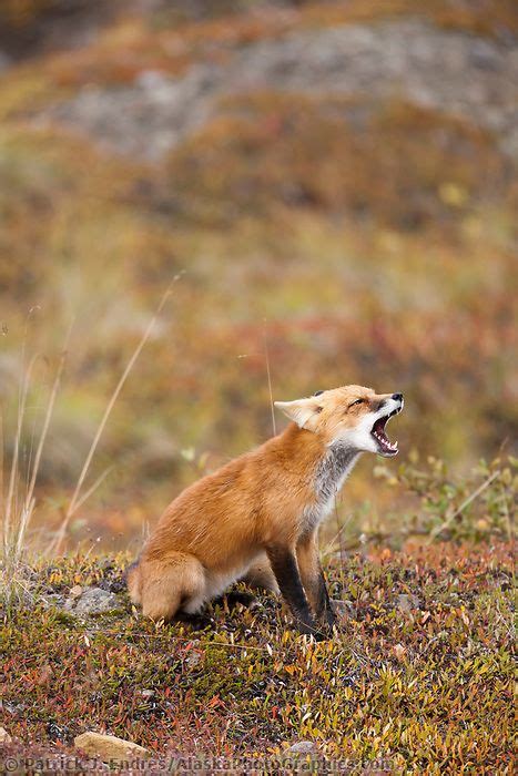 Red Fox Sits In The Autumn Tundra Of Denali National Park Interior