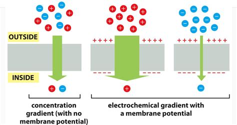 Electrical Gradient Vs Concentration Gradient