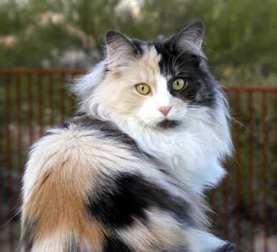 We did not find results for: Winterfyre Norwegian Forest Cats | Norwegian forest cat ...