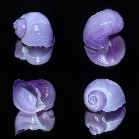 Janthina Or Violet Sea Snail Snail Sea Snail Sea Slug