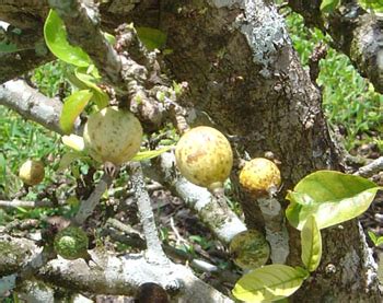 Follow us here for reviews and news. Liberian Coffee - Coffea liberica