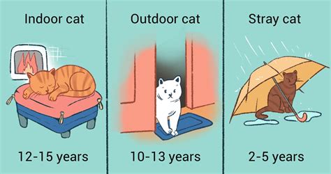 How Long Do Cats Live Cat Lifespan And Life Expectancy Revealed