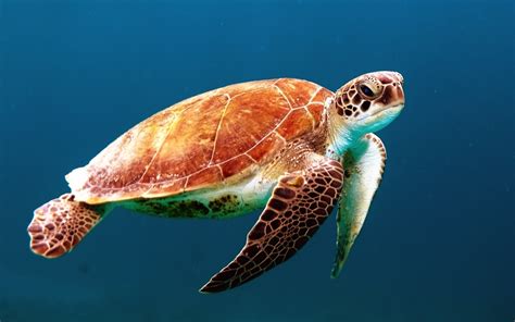 Free Images Underwater Swim Sea Turtle Reptile Fauna Marine Life Nautical Tortoise