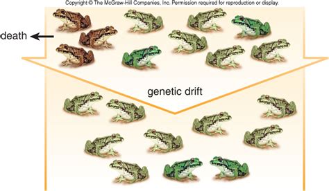 Causes of Microevolution