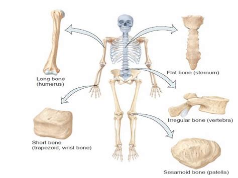 Anatomy - skeletal system