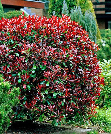 Photinia Little Red Robin Slovensketrvalkysk