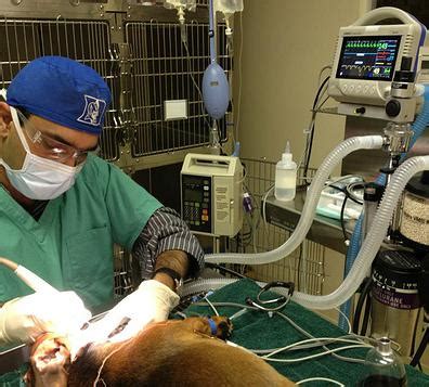 Torrance companion animal hospital in torrance, ca is a welcoming animal hospital providing high quality veterinary medicine to the pets of the torrance community. Affordable Pet Dentals