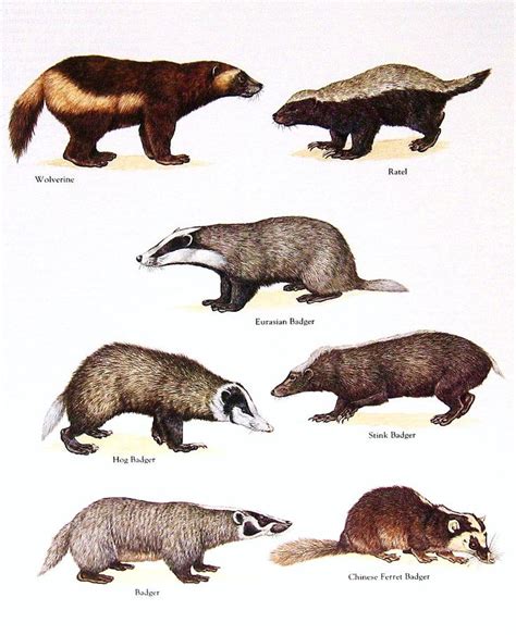 Badger Chart Wolverine Animal Animals Drawing Images Animal Drawings