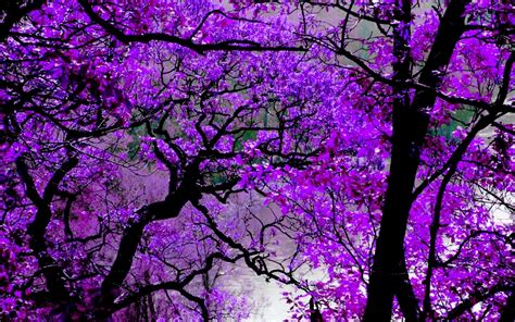 Purple Blossoms HD Wallpaper | Background Image | 1920x1200