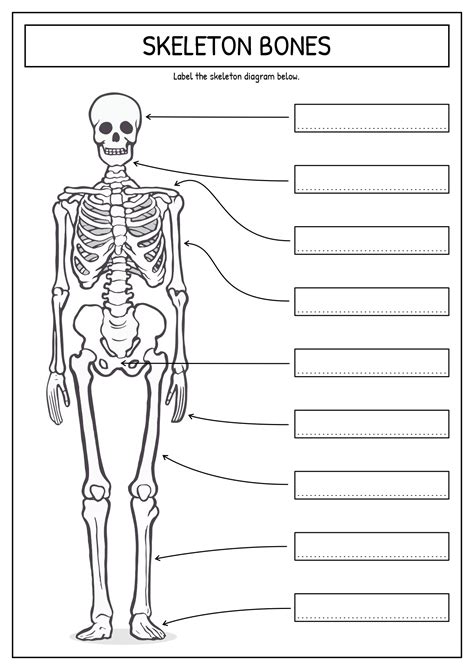 Skeletal System Diagram Worksheet Images And Photos Finder