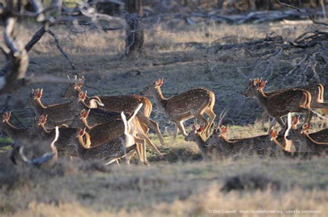 Inland Hunting Properties Stony Ridge Deer Hunting