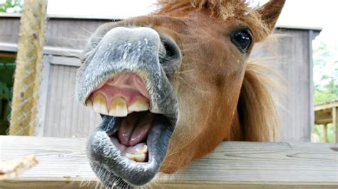 What Your Horses Teeth Are Telling You Horse Factbook