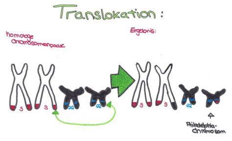 (of terms, contract, wording) → modifizierung f, → modifikation f; Mutation und Modifikation - Bio einfach erklärt