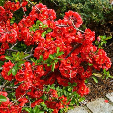 Flowering Ornamental Quince Chaenomeles X Superba Orange Trail