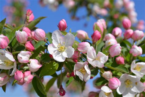 Sugar Tyme Crabapple Trees Have Pink Buds That Turn To