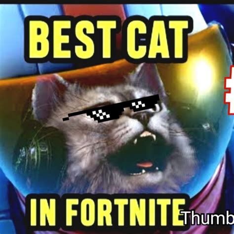 Fortnite Cat Youtube