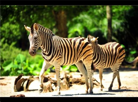 Zoo taiping & night safari. Taiping Zoo and Night Safari - GoWhere Malaysia