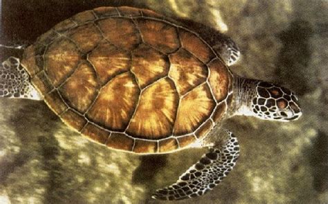 1.2. Elements of marine turtle biology