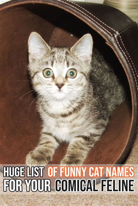 Funny Cat Names Cat Names Cats
