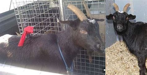 Goat Rescued With Knife In Its Back While Trying To Be Used For ‘ritual