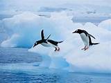Images of Where Can Penguins Be Found