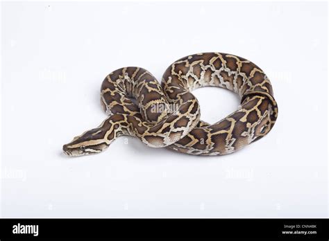 Burmese Python Python Molurus Bivittatus Immature Stock Photo Alamy