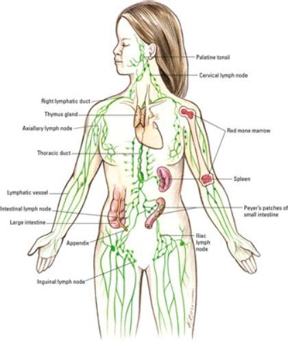 Interesting The Lymphatic System Facts My Interesting Facts