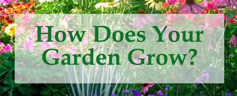 How Does Your Garden Grow Photo Entry Rainbarrelca