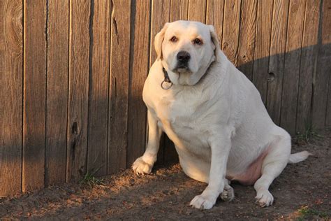 La Obesidad En Perros Como Solucionarla Caminanblog