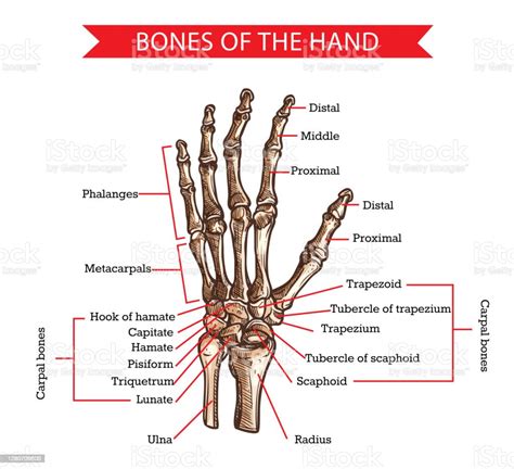 Hand And Wrist Bones Human Anatomy Vector Sketch Stock Illustration